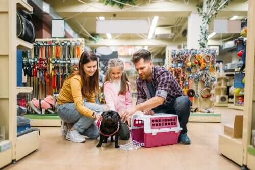 5 perguntas para se fazer antes de adotar um cachorro