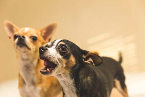 A agressividade dos cães pequenos em relação aos grandes