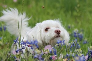 Alergias a picadas de abelha em cães: o que fazer?