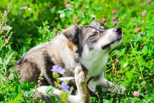 Alergias em cães: o quanto elas são comuns?