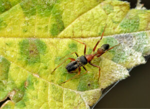 Aranhas que parecem formigas: gênero Myrmarachne
