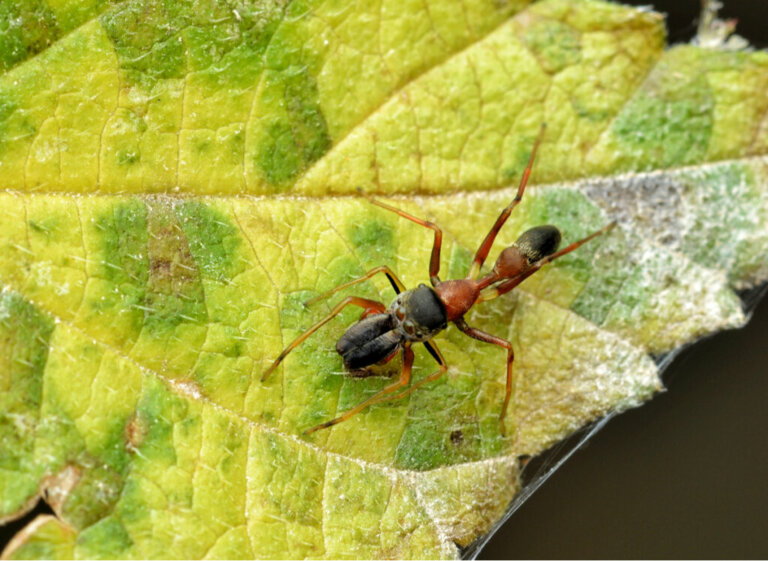 Aranhas que parecem formigas: gênero Myrmarachne
