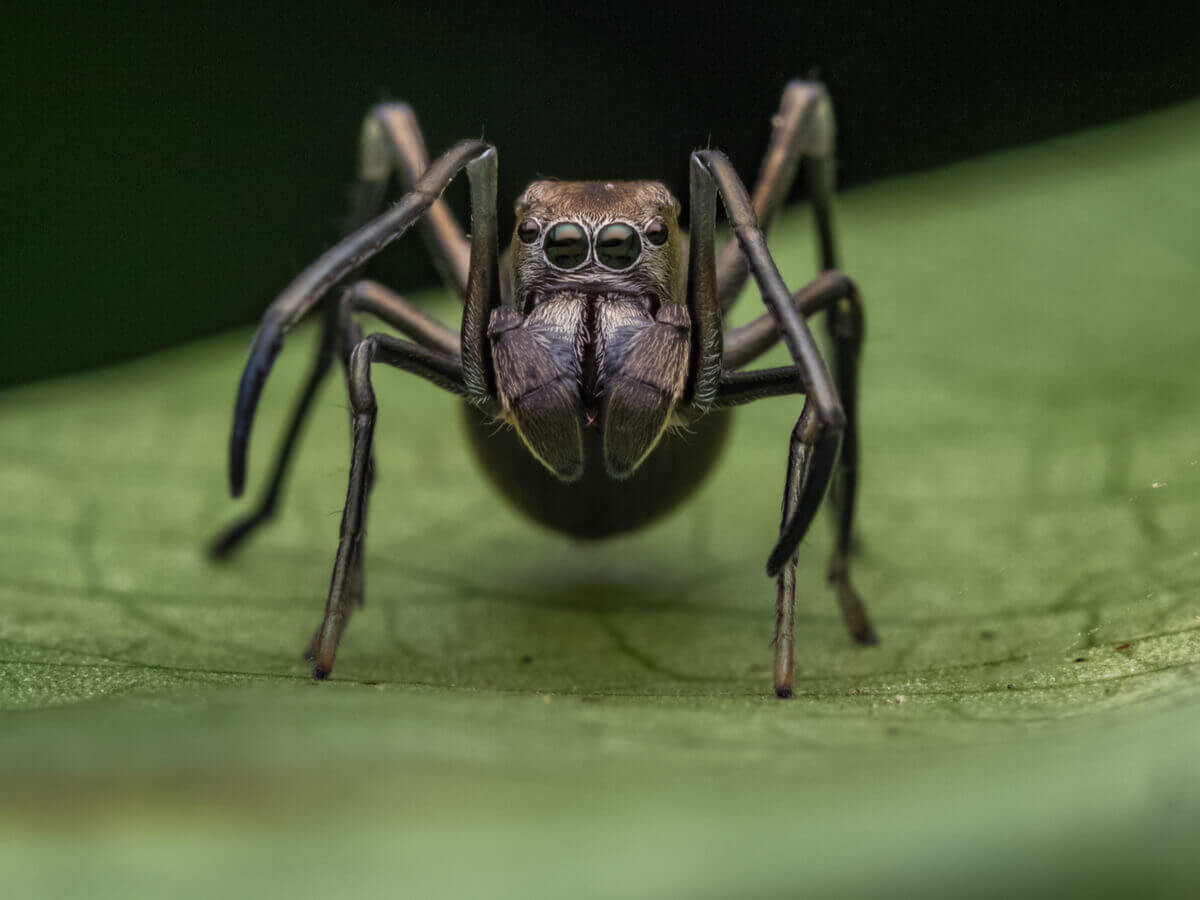 Aranhas que parecem formigas