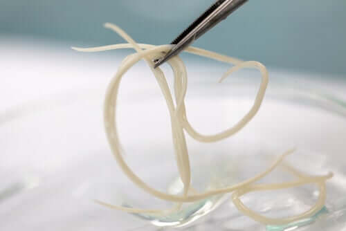 Ascaris lumbricoides