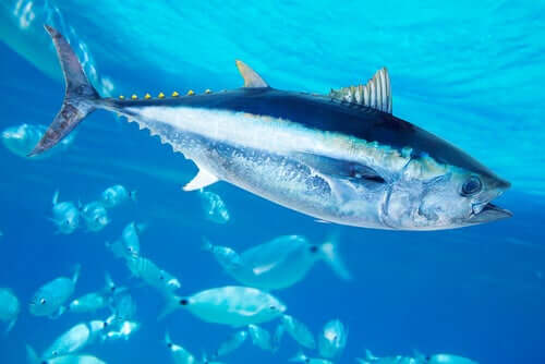 Atum-rabilho: dieta e características