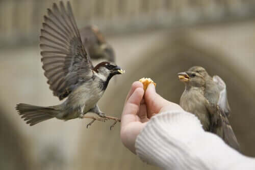 Cuidados intensivos para aves de rapina