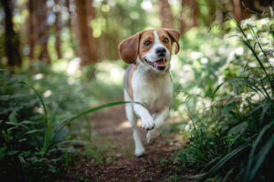 Quais são as doenças mais comuns nos beagles?