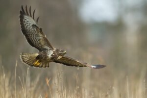 Cuidados intensivos para aves de rapina
