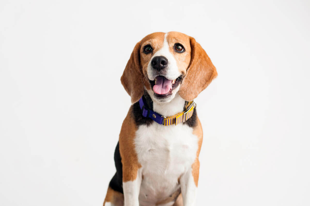 doenças mais comuns em beagles