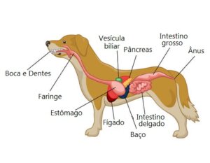 Câncer de estômago em cães: o que fazer se detectado?