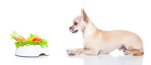 Os cães podem se tornar veganos?