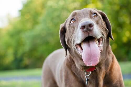 Respiração ofegante e tremores em cães: causas e tratamentos
