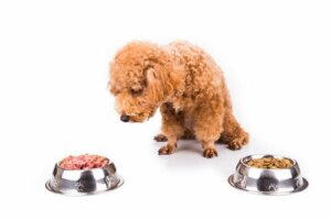 Os cães se cansam de comer a mesma coisa todos os dias?