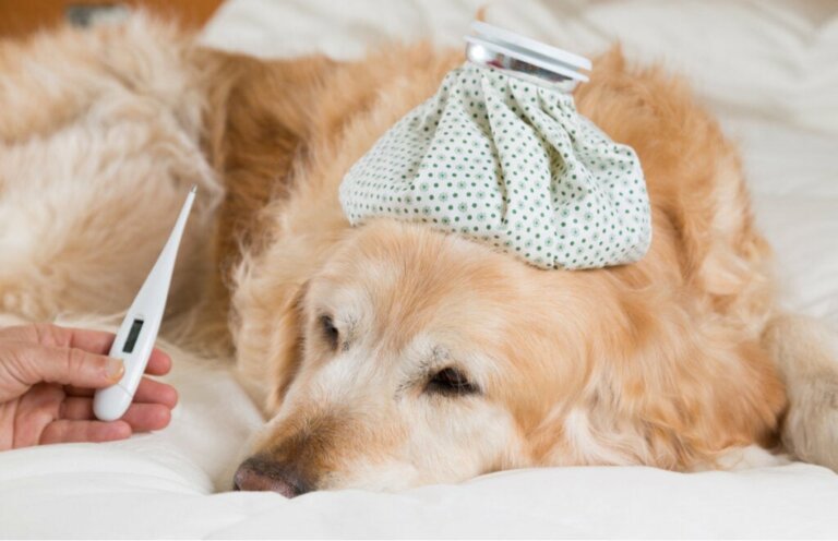 Quais são os sintomas da febre em cães?