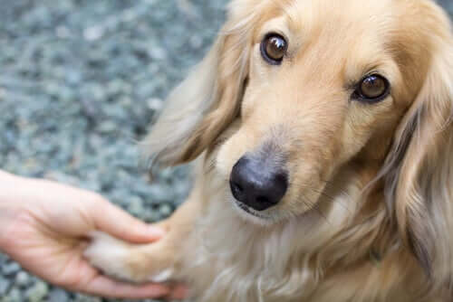 Tremores em cães: por que acontecem?