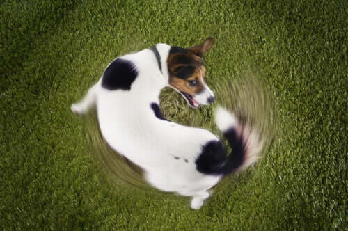 Por que os cães perseguem o próprio rabo?