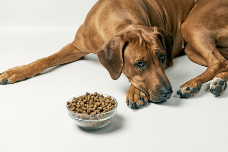 Síndrome do intestino irritável em cães: causas e sintomas - Meus Animais