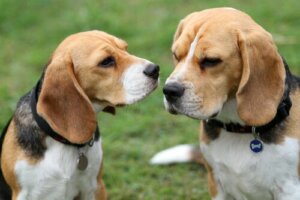 Ciclos estrais em cães