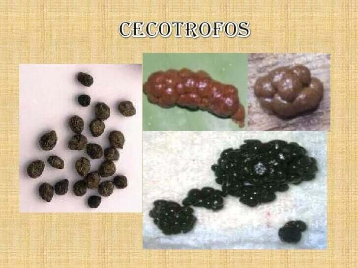 Os coelhos comem seus próprios excrementos? Como eles são?