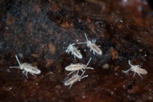 Colêmbolos: como eles ajudam a limpar o terrário?