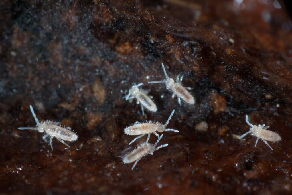 Colêmbolos: como eles ajudam a limpar o terrário?
