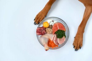 Vitamina D: por que influencia a saúde dos animais de estimação?