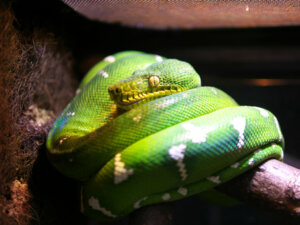 Cobra-papagaio (Corallus caninus): cuidados em cativeiro