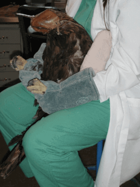 Cuidados intensivos para aves de rapina