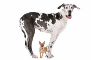 Por que os cães grandes não vivem tanto quanto os pequenos?