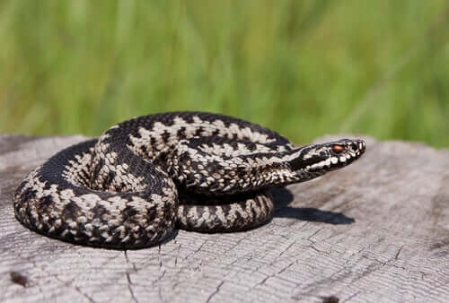 Micose em animais escamosos