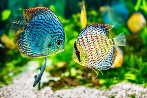 3 doenças mais comuns em peixes e seus tratamentos