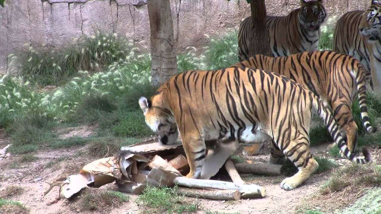 O enriquecimento ambiental para grandes felinos