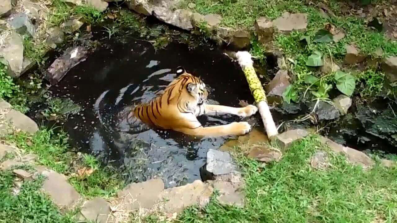 O enriquecimento ambiental para grandes felinos