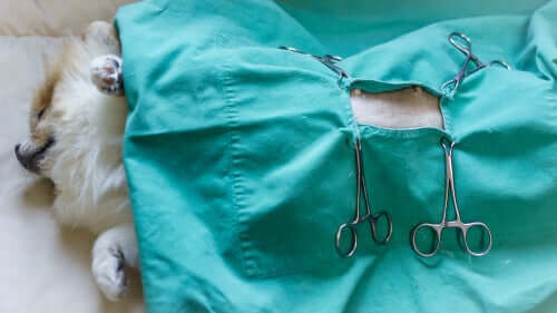 Gravidez e esterilização canina