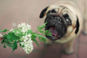 Sintomas da intoxicação canina: quais são?