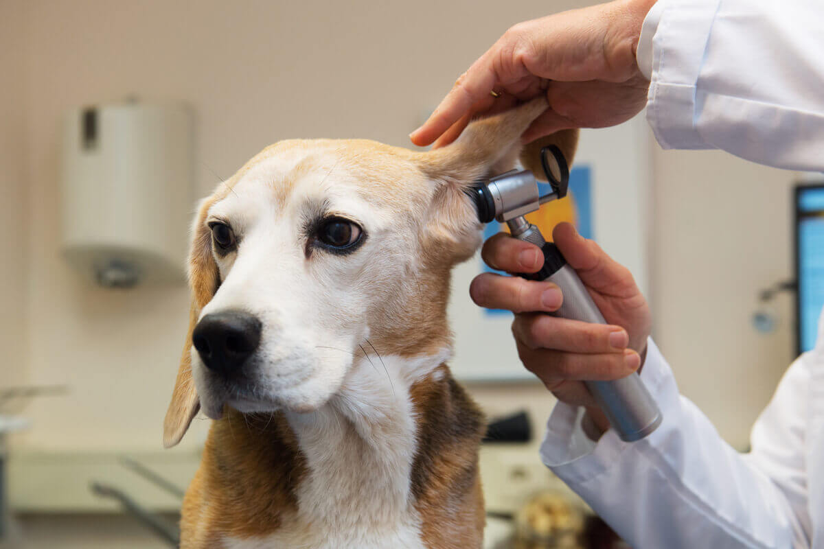 doenças mais comuns em beagles