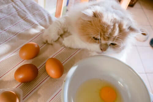 Os gatos podem comer ovos