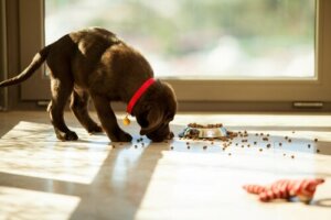 Por que a obsessão dos cachorros por comida?