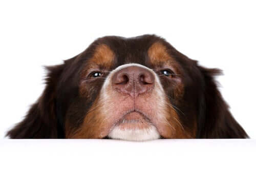 A microbiota que vive no nariz do cão