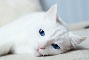 Por que alguns gatos brancos são surdos?