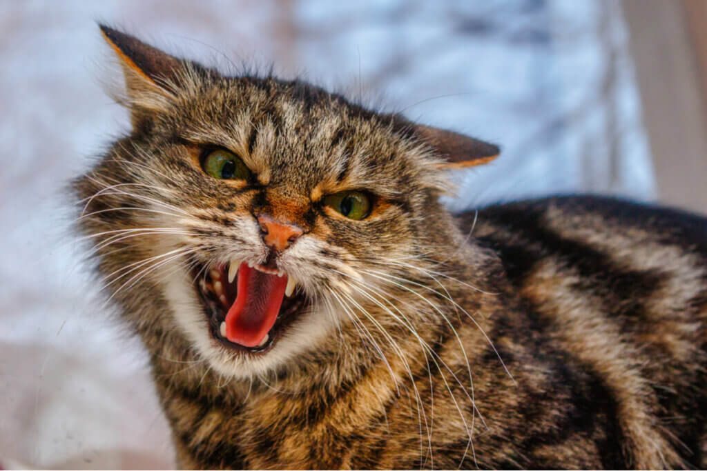 Os 4 transtornos comportamentais mais comuns em gatos