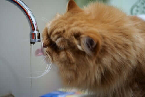 Como saber se seu gato está desidratado