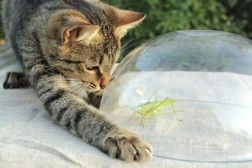 Ração com insetos para cães e gatos