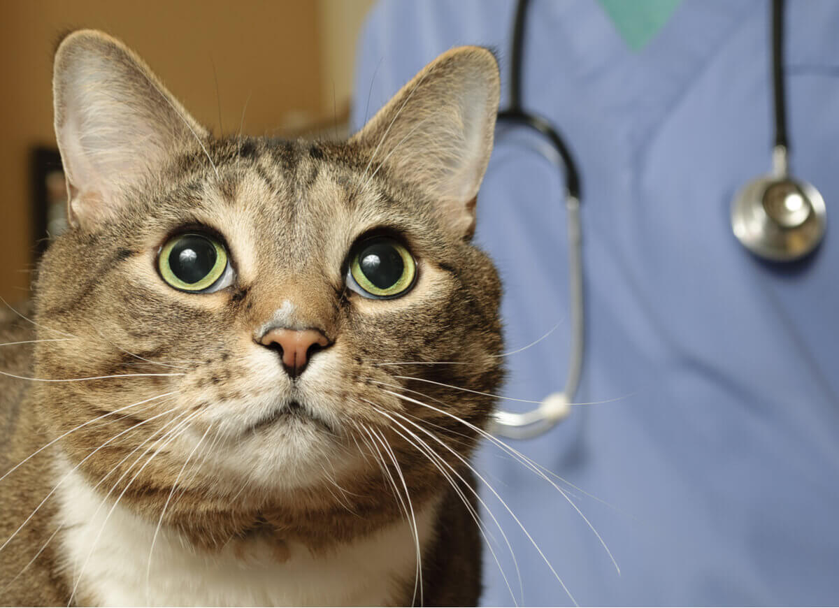 Acromegalia em gatos: sintomas e tratamentos