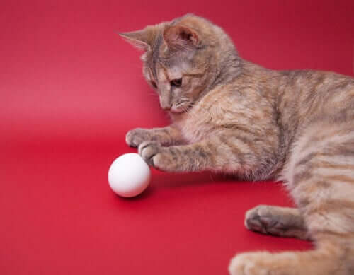 Os gatos podem comer ovos?