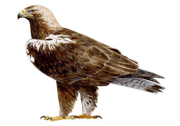 Como é a águia-imperial-ibérica?