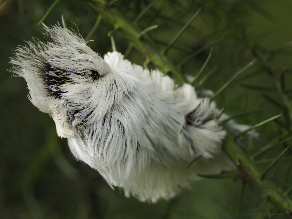 A lagarta da mariposa-flanela: rara, bela e perigosa