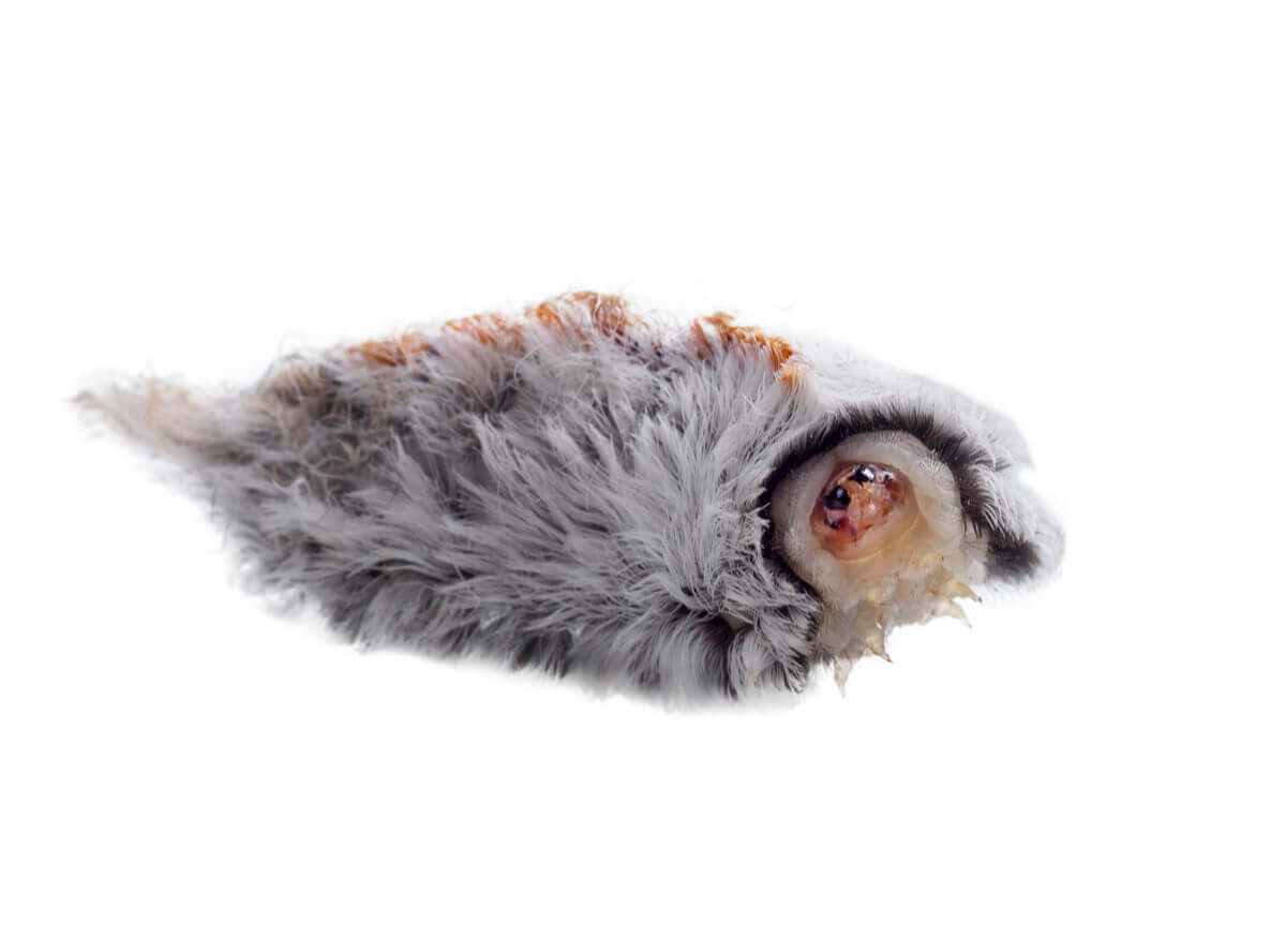 A lagarta da mariposa-flanela