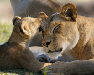 A leoa: inteligência, estratégia e instinto maternal