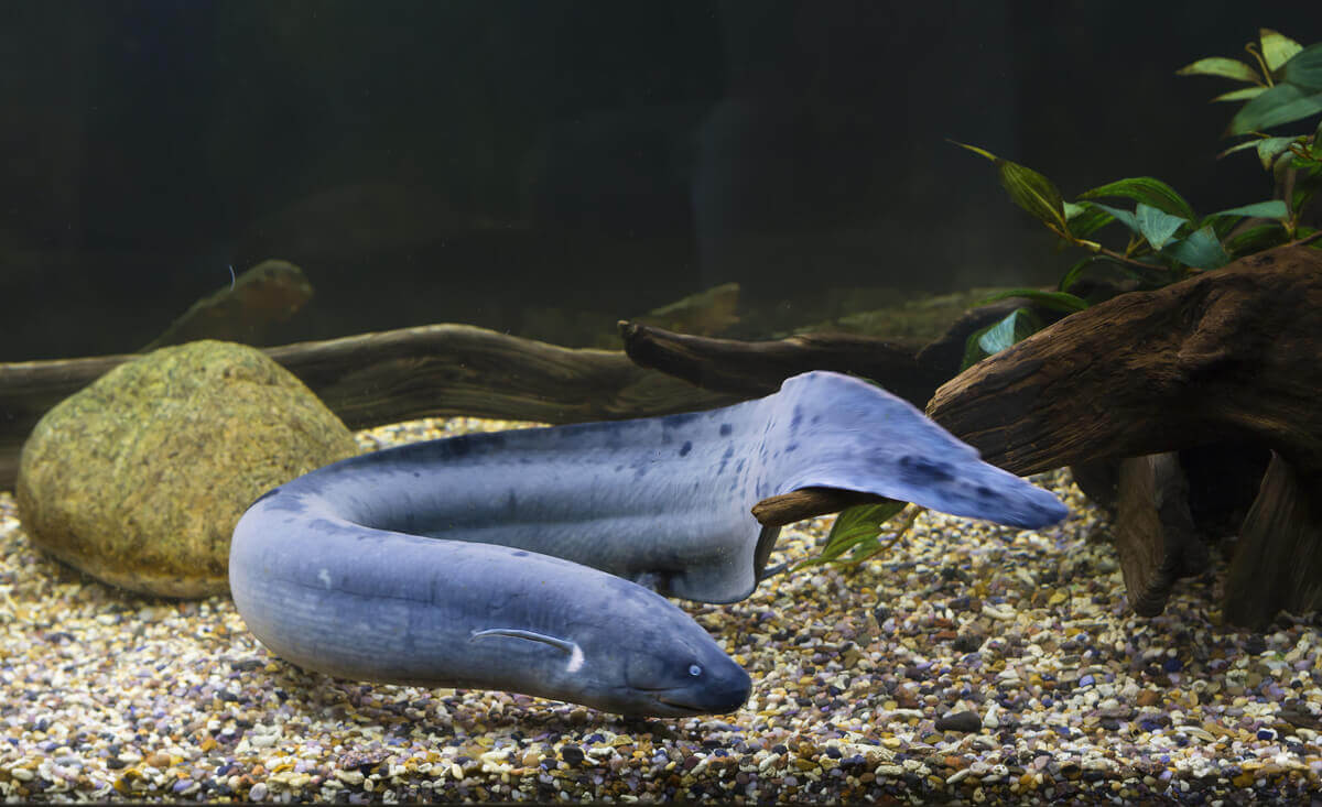 Piramboia, um peixe com pulmões